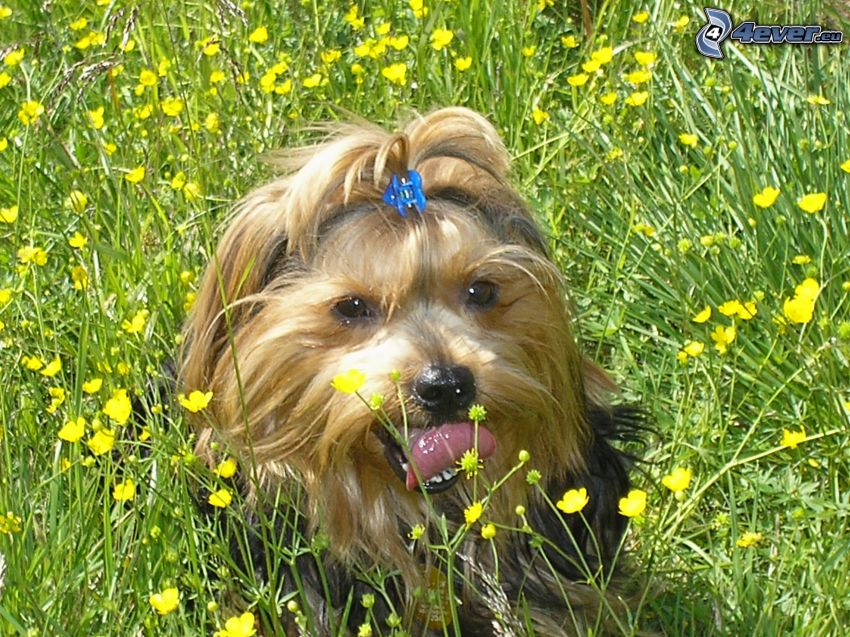 Yorkshire Terrier, äng, gula blommor