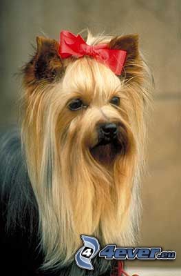 Yorkshire terrier med rosett, kammad hund