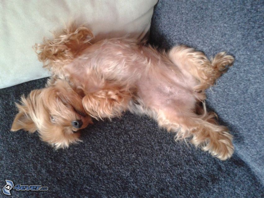 Yorkshire Terrier på soffa