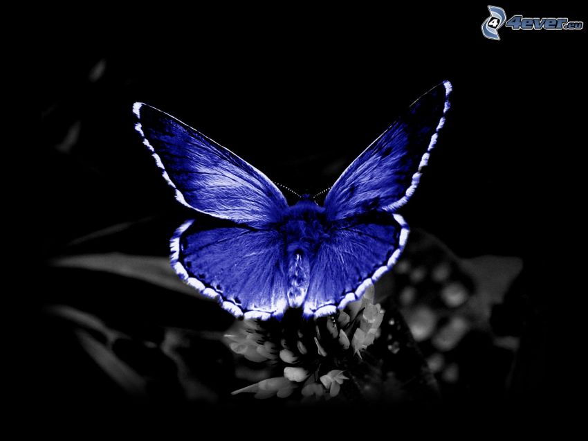 blå fjäril
