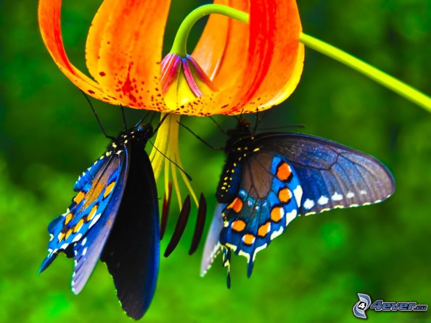 blå fjärilar, blomma