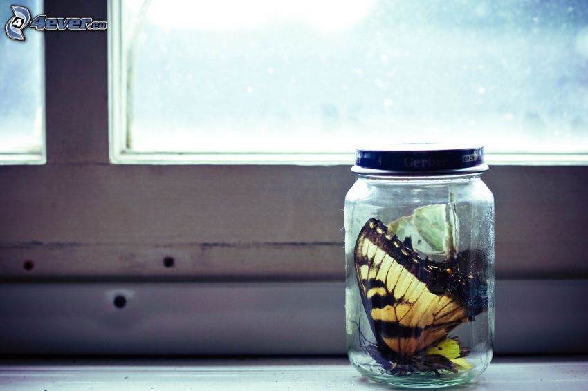 fjärilar, glas