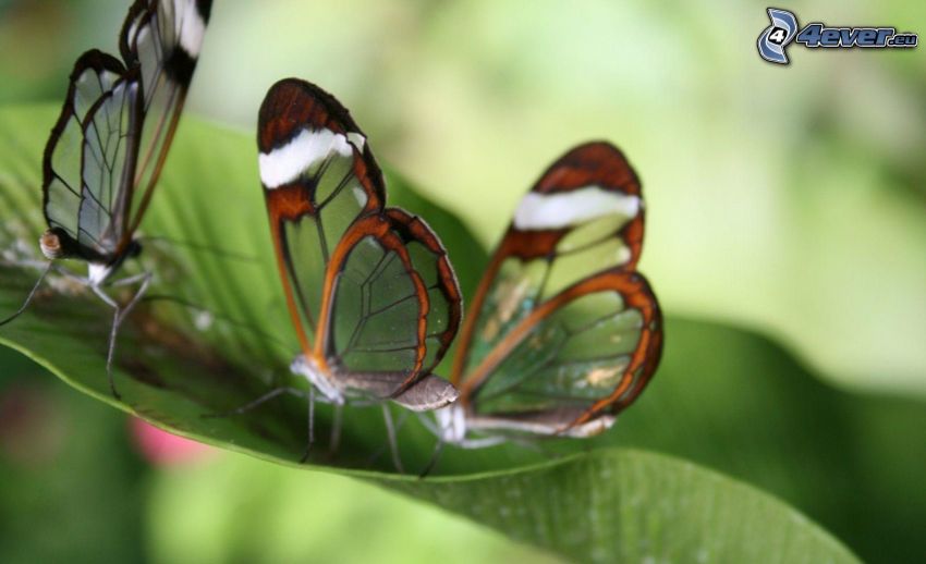 fjärilar, grönt blad