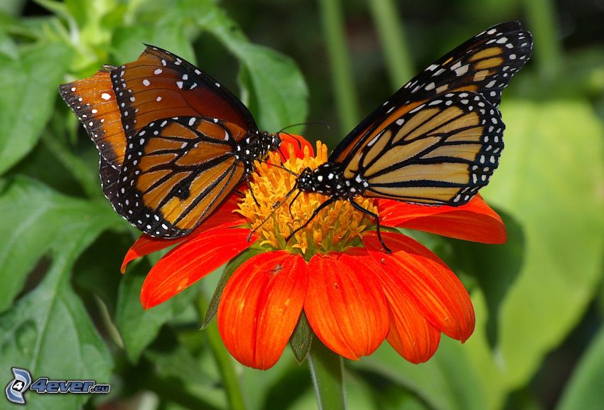 fjärilar, orange blomma