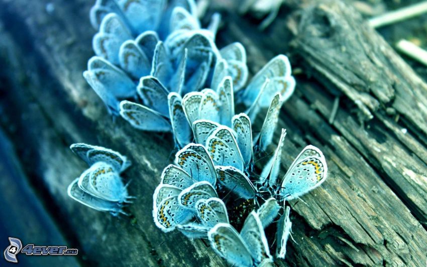 fjärilar