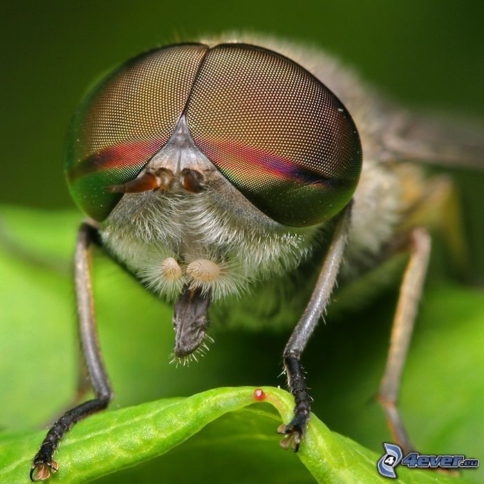 fluga, ögon, insekt