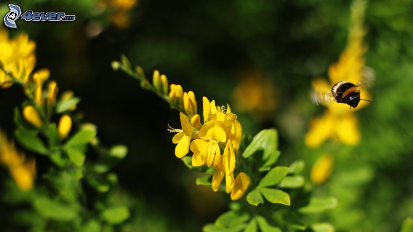 humla, gula blommor
