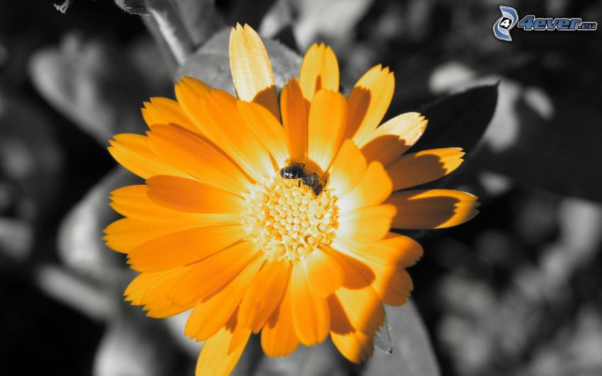 humla på en blomma, orange blomma