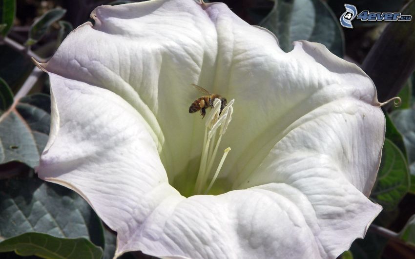 humla på en blomma, vit blomma