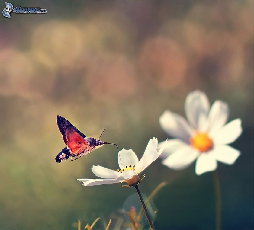 kolibri, vit blomma