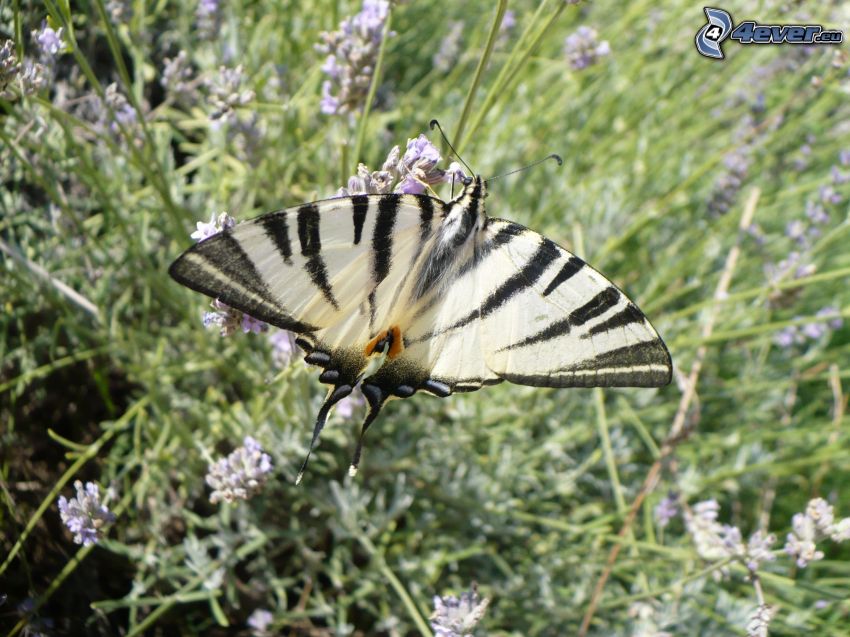 Makaonfjäril, lavendel