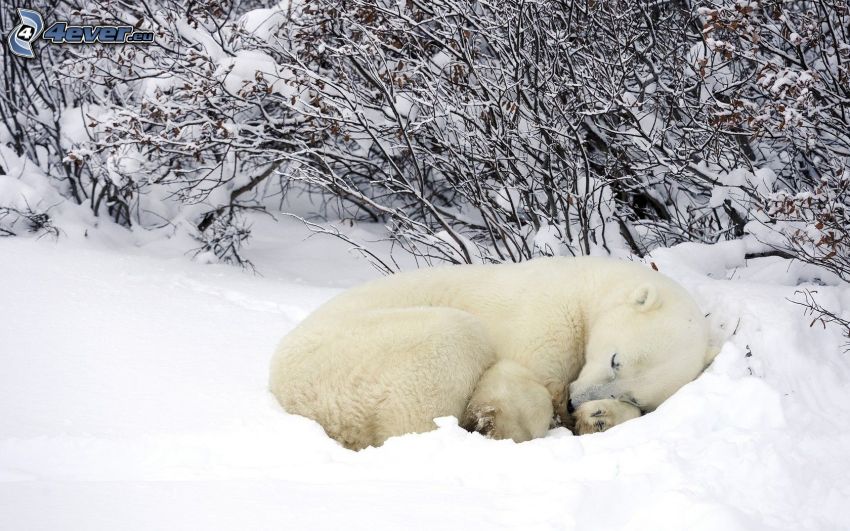isbjörn, snö, sömn