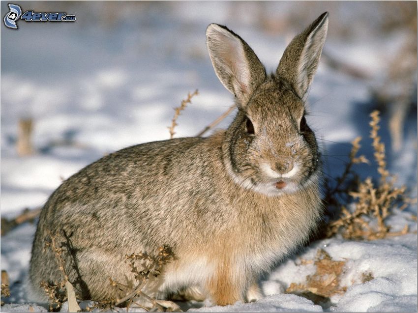 hare, snö