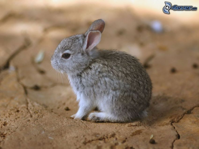 liten kanin