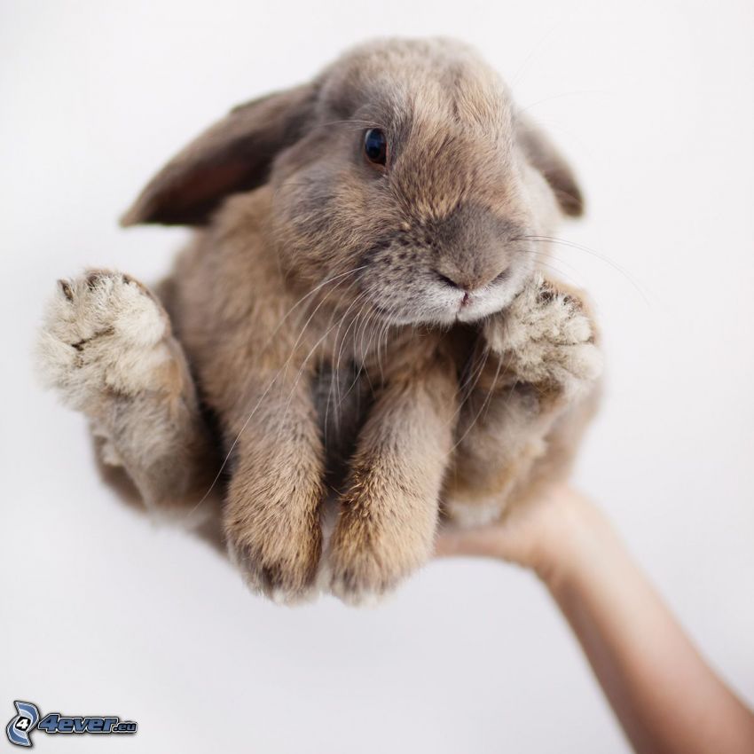 liten kanin