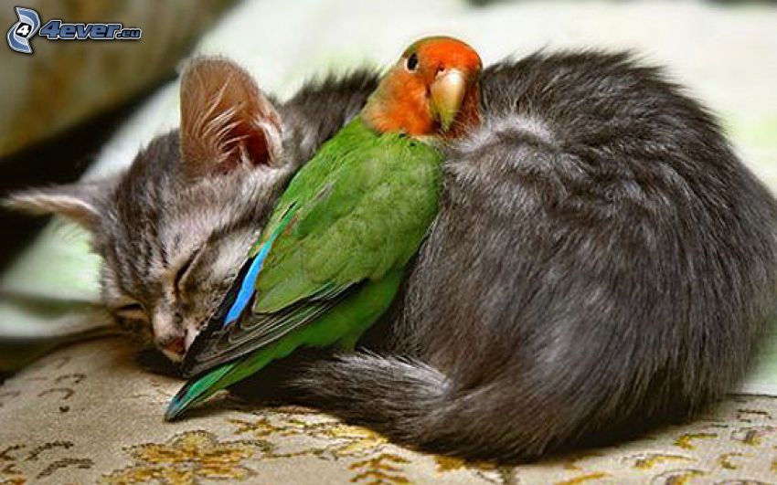 katt, papegoja, sömn