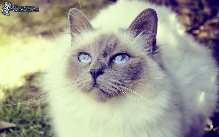blåögd katt