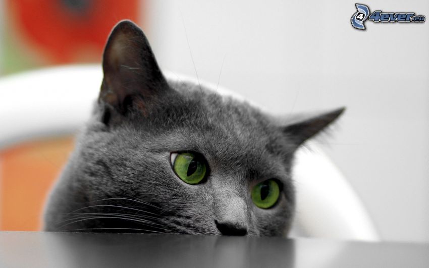 brittisk katt, gröna ögon