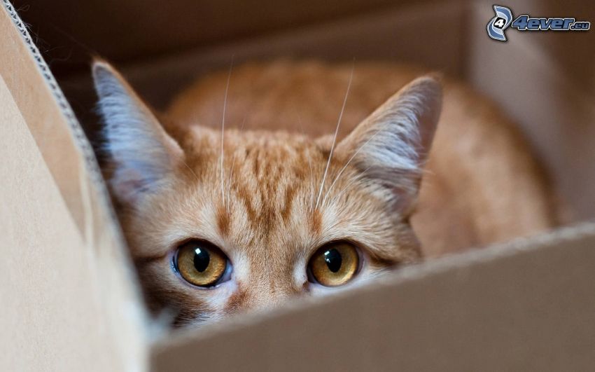 brun katt, låda
