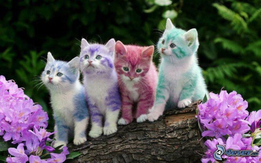 färggranna kattungar
