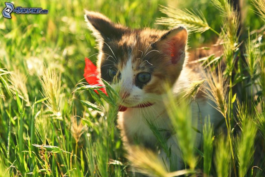 fläckig kattunge, katt i gräs