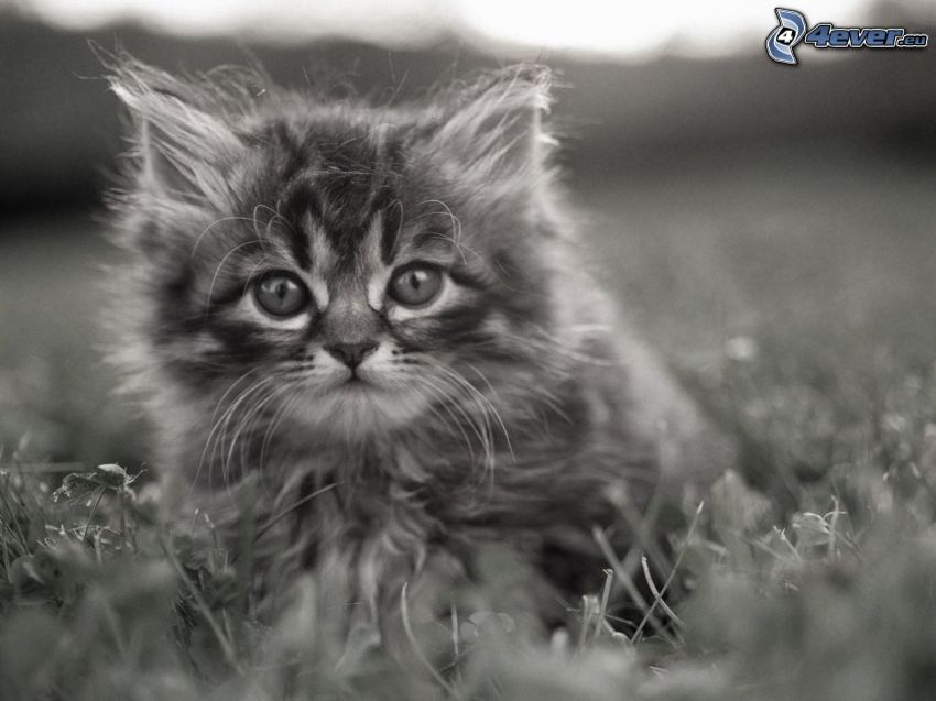 fluffig kattunge, gräs, svart och vitt