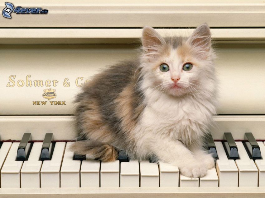fluffig kattunge, piano