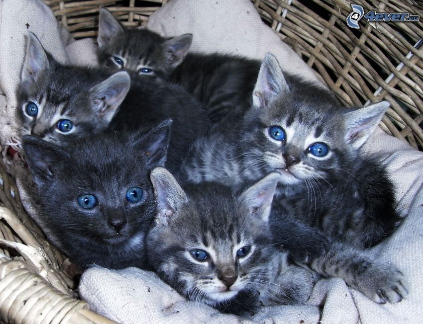 grå kattungar, blå ögon