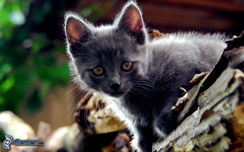 grå kattunge, brittisk katt