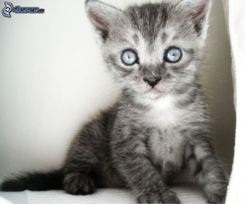 grå kattunge