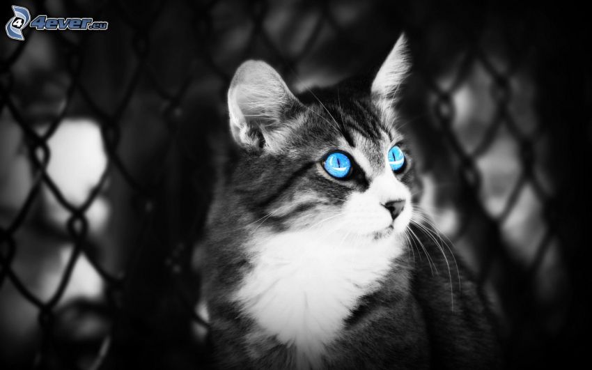 katt, blå ögon