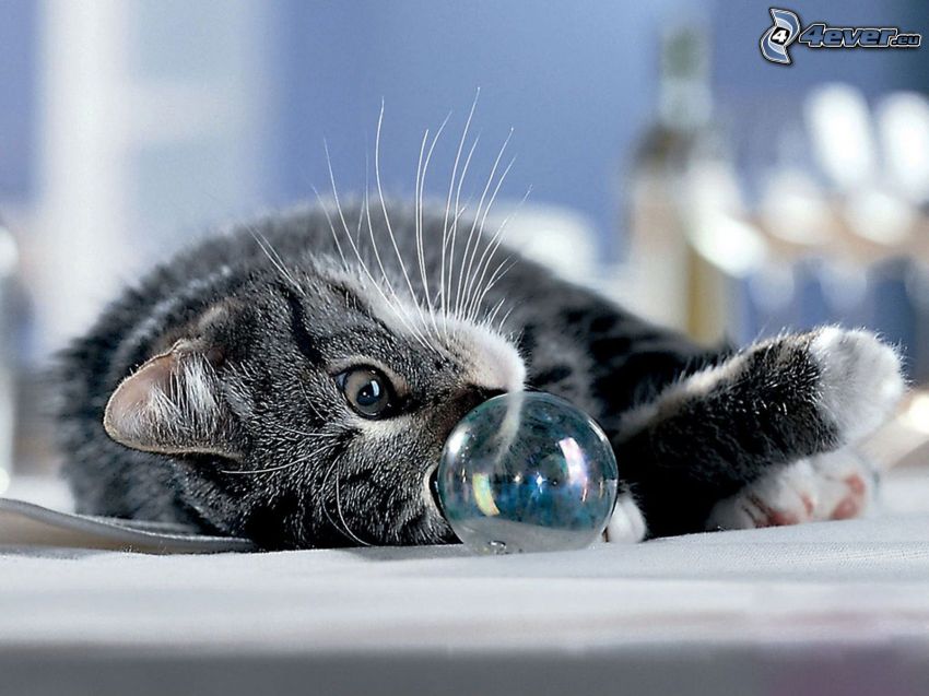 katt, bubbla
