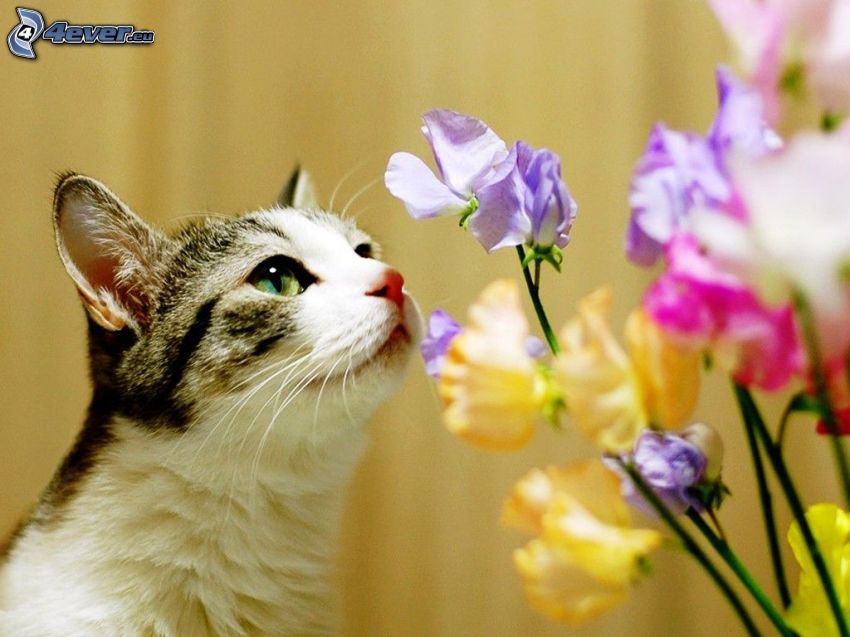katt, färgglada blommor