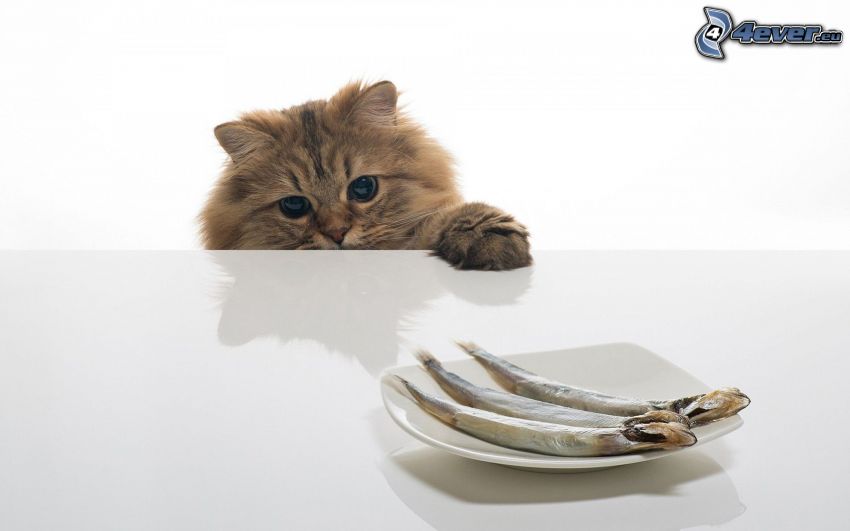katt, fiskar, tallrik, bord