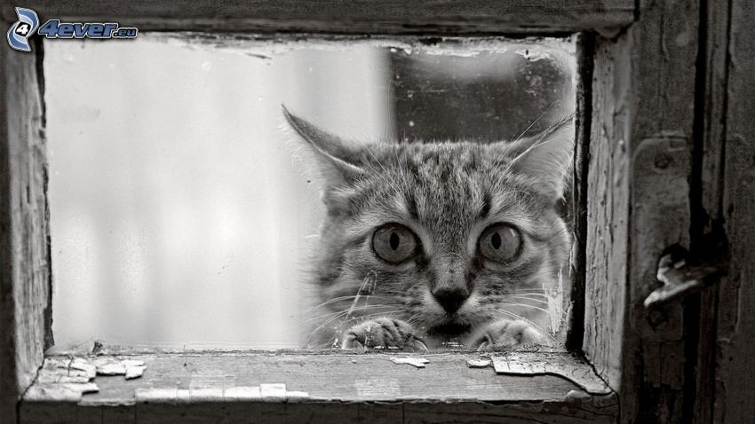 katt, fönster