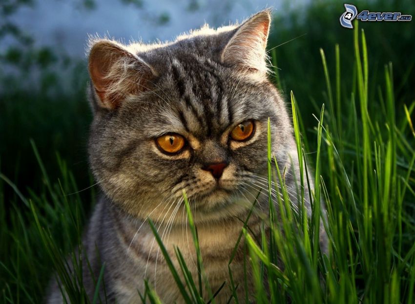 katt, gräs