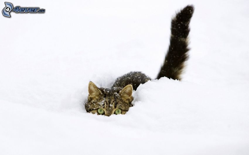 katt, snö
