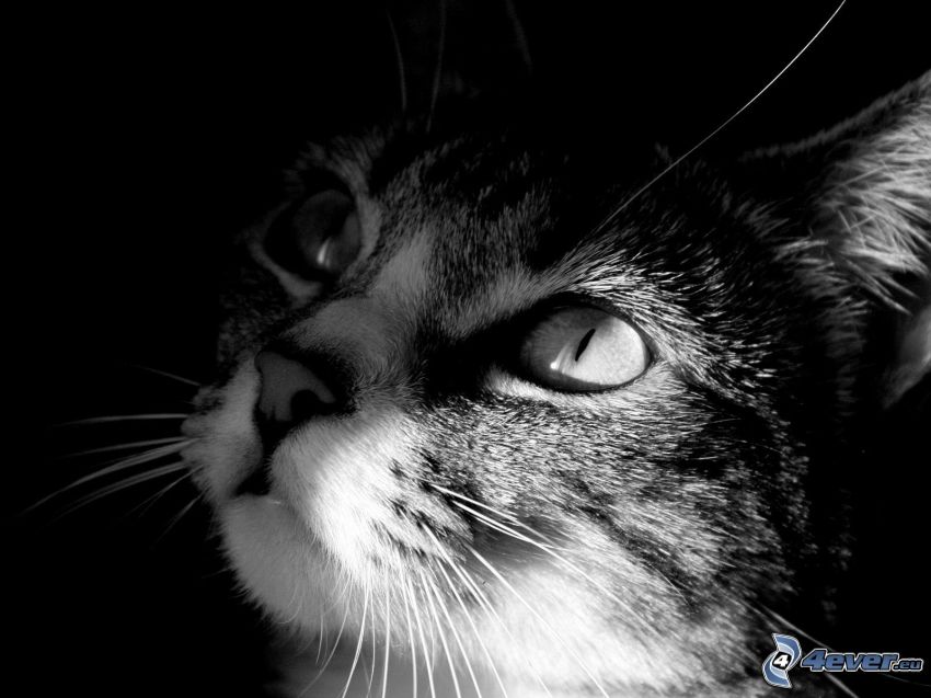 katt, svartvitt foto