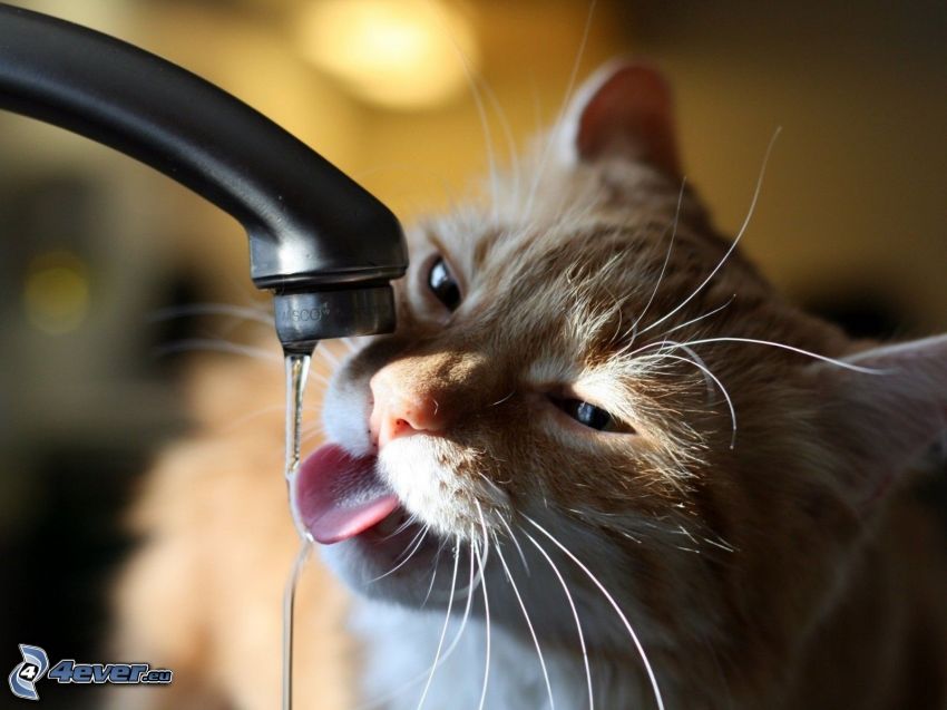 katt dricker från vattenkran