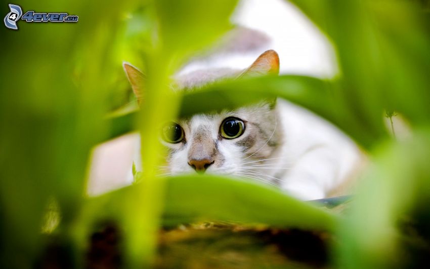 katt i gräs, grönska