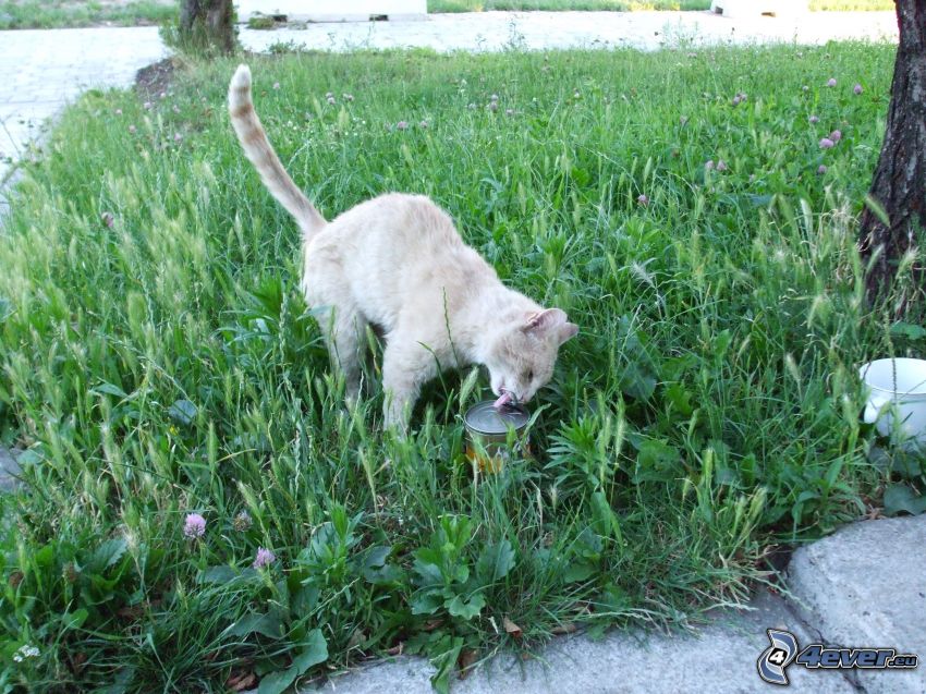 katt i gräs, konservburk, gård