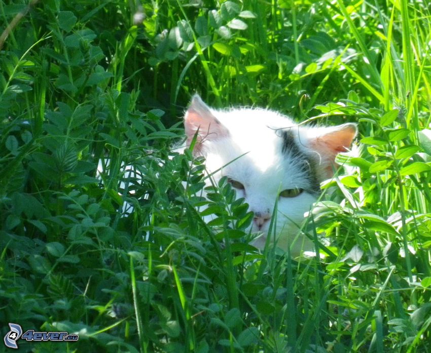 katt i gräs