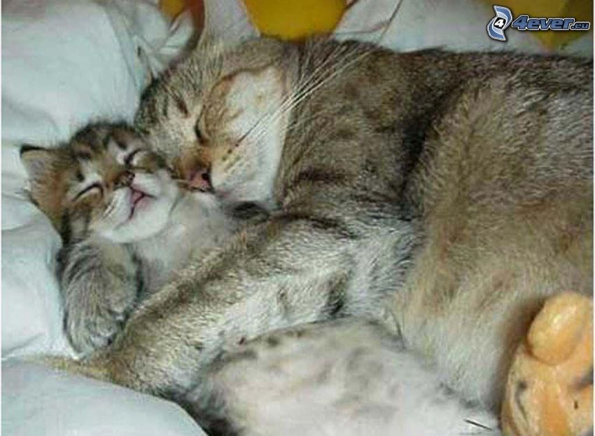 katt och kattunge, sovande katter, kram i säng