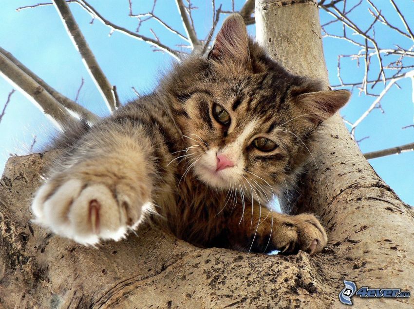 katt på en gren, tass