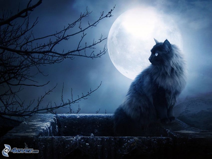 katt på mur, siluett av ett träd, fullmåne