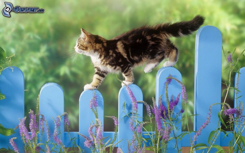 katt på staket, fläckig kattunge, lavendel