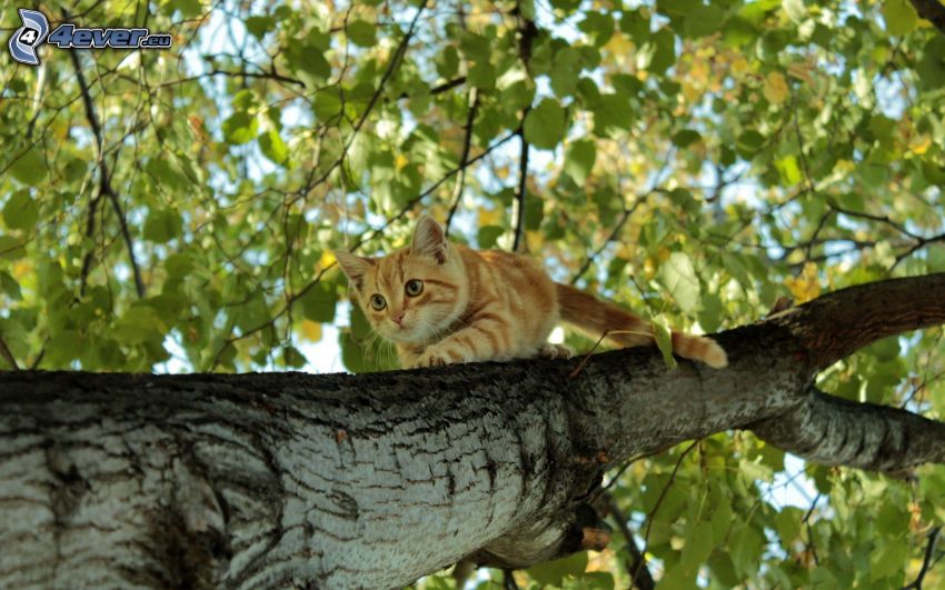 katt på träd, löv