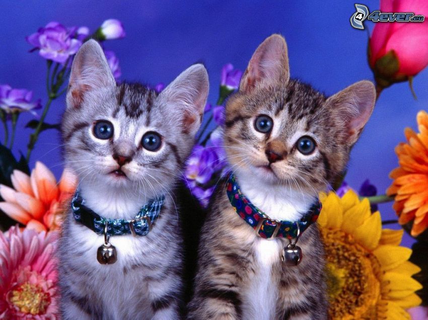katter, blick, blommor