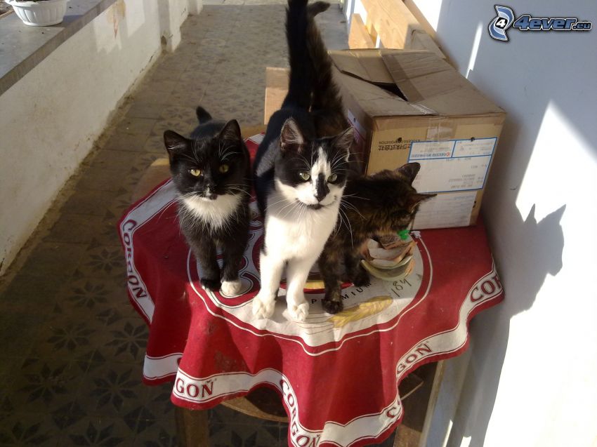 katter, bord, balkong