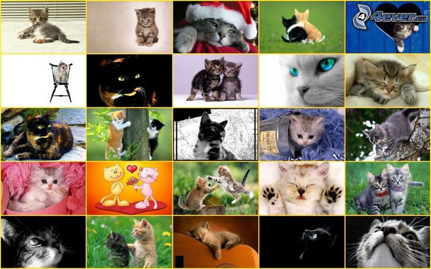 katter, collage